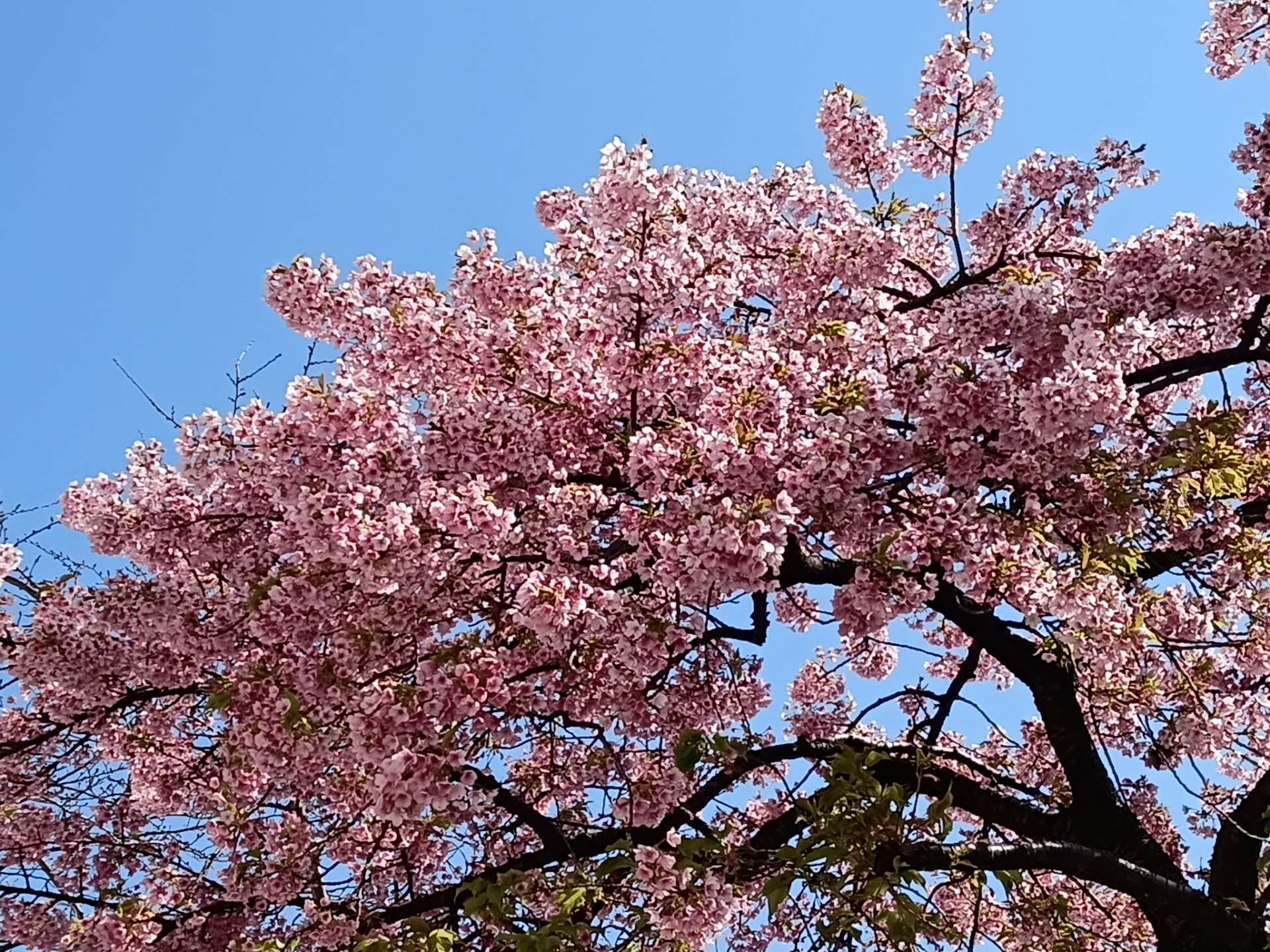 播磨坂 🌸河津桜🌸出くわす